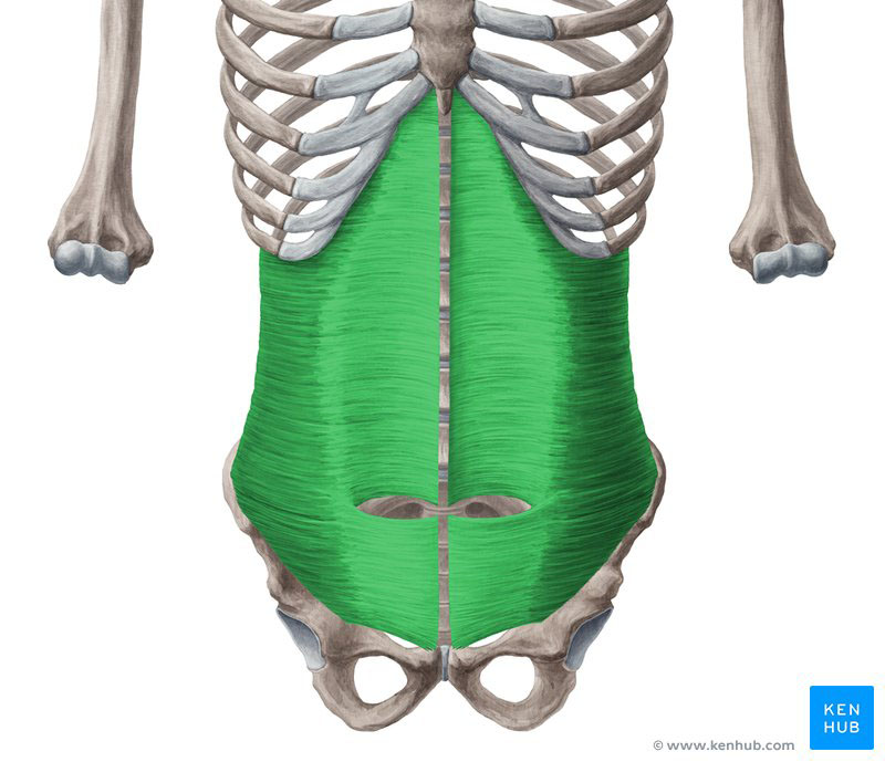 Tudtad, a haránt hasizomról? Musculus transversus abdominis 01 Photoshop
